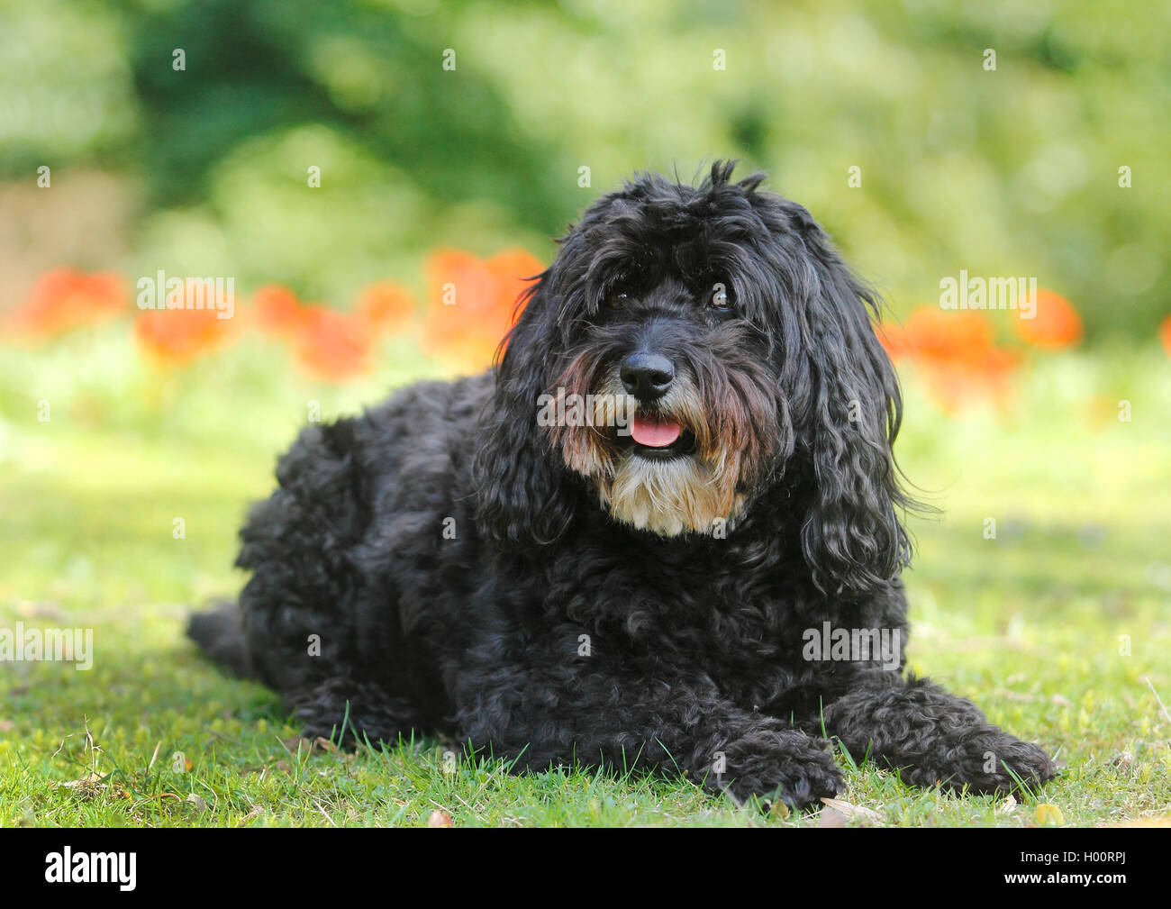 Dog (Canis lupus f. familiaris), 6 ans-caniche bouvier mixed breed dog couché dans un pré, dans un parc, Allemagne Banque D'Images