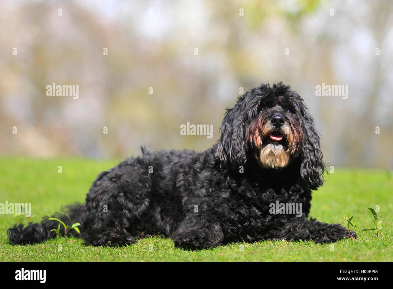 Dog (Canis lupus f. familiaris), 6 ans-caniche bouvier mixed breed dog couchée dans un pré, Allemagne Banque D'Images