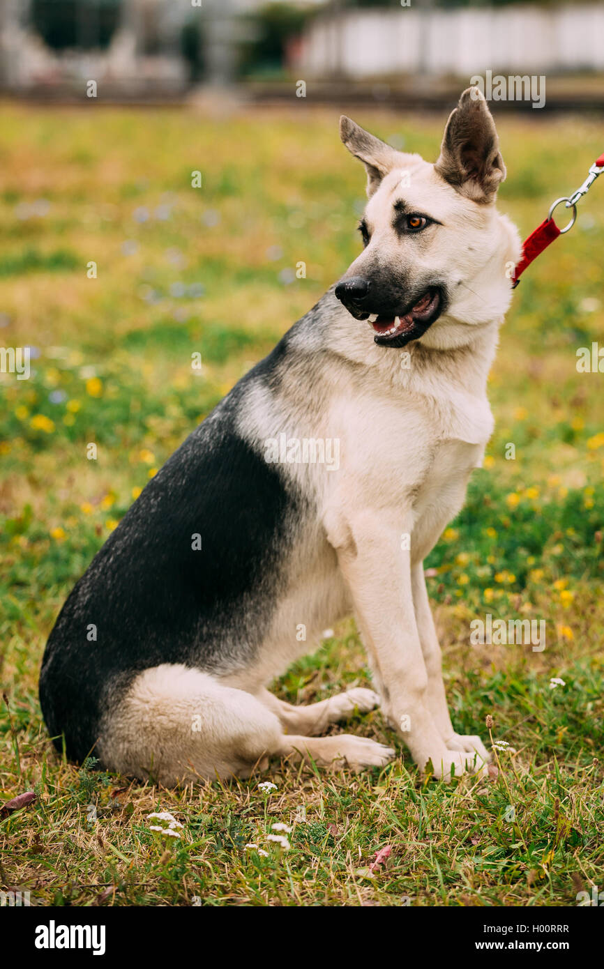 East European Shepherd Berger Biélorusse Ou Veo Est Race