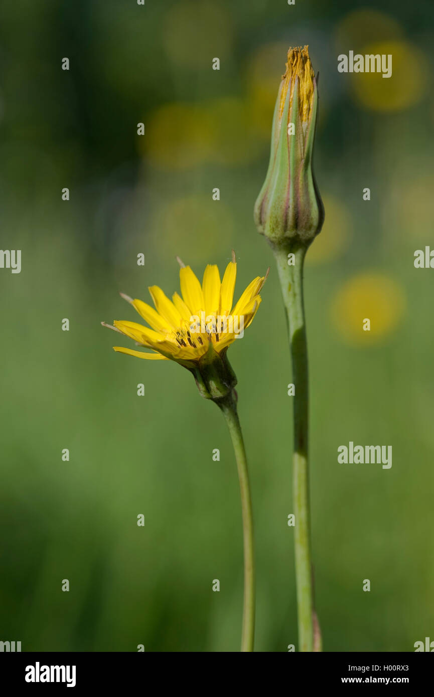 Meadow goat's beard, jack-go-to-bed-à-midi, meadow salsifify (Tragopogon pratensis), la floraison, Allemagne Banque D'Images