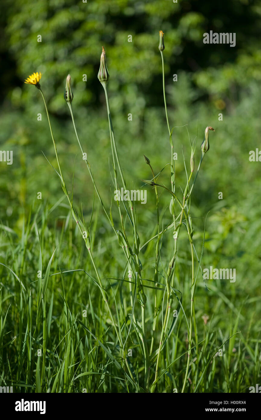 Meadow goat's beard, jack-go-to-bed-à-midi, meadow salsifify (Tragopogon pratensis), la floraison, Allemagne Banque D'Images