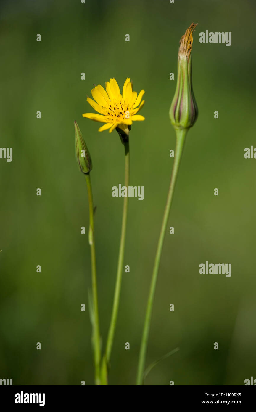 Meadow goat's beard, jack-go-to-bed-à-midi, meadow salsifify (Tragopogon pratensis), la floraison, Allemagne Banque D'Images