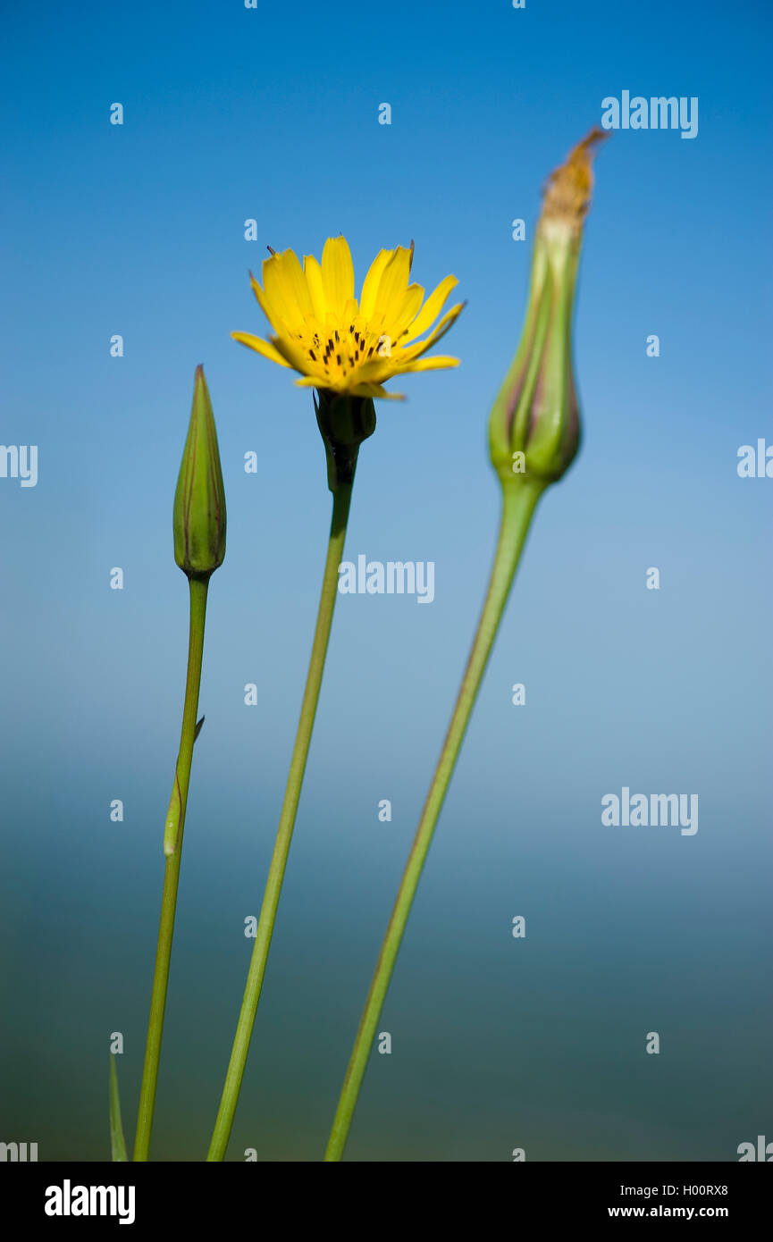 Meadow goat's beard, jack-go-to-bed-à-midi, meadow salsifify (Tragopogon pratensis), la floraison, Allemagne Banque D'Images
