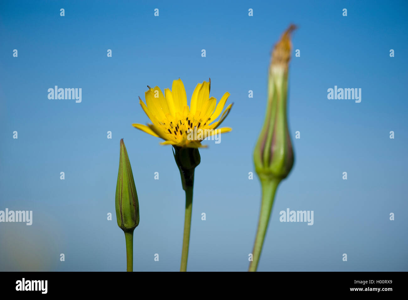 Meadow goat's beard, jack-go-to-bed-à-midi, meadow salsifify (Tragopogon pratensis), la floraison, Allemagne Banque D'Images