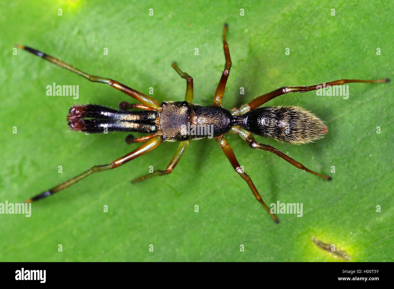 Les araignées aranéomorphes (saut), se trouve sur une feuille, le Costa Rica Banque D'Images