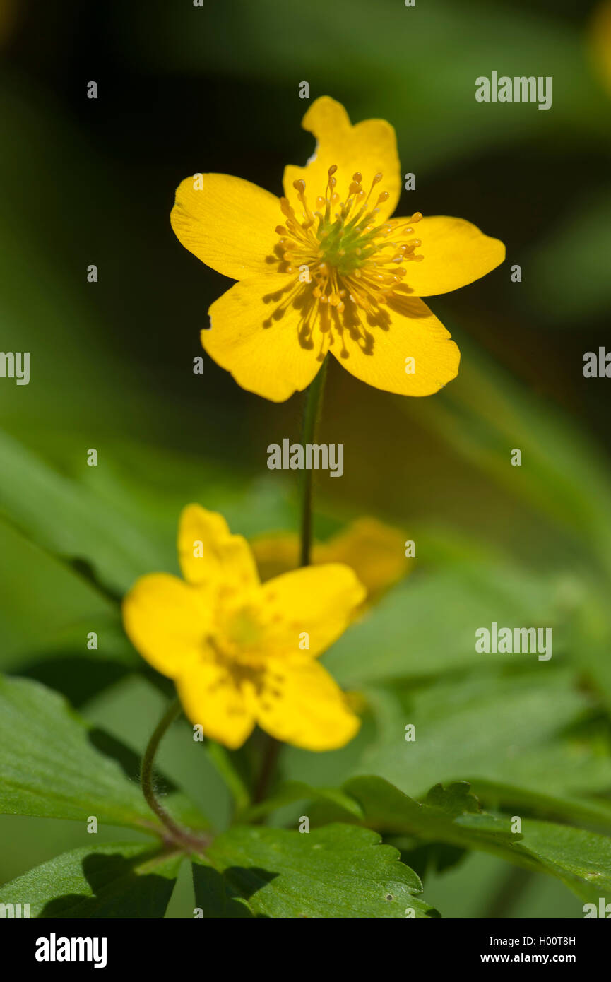 Anémone jaune, jaune anémone des bois, anémone renoncule (Anemone ranunculoides), blooming, Allemagne Banque D'Images