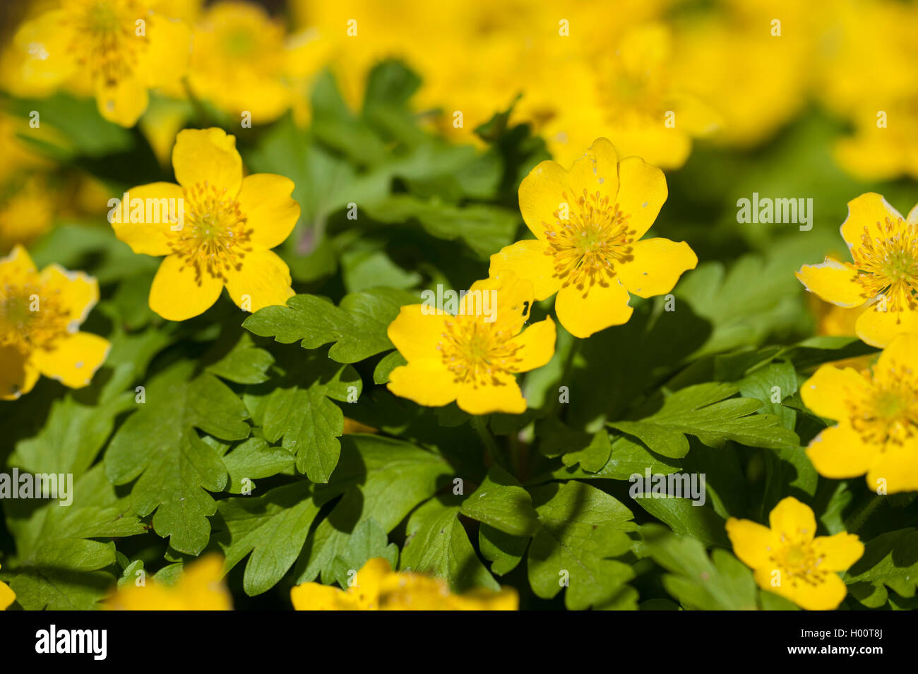 Anémone jaune, jaune anémone des bois, anémone renoncule (Anemone ranunculoides), blooming, Allemagne Banque D'Images
