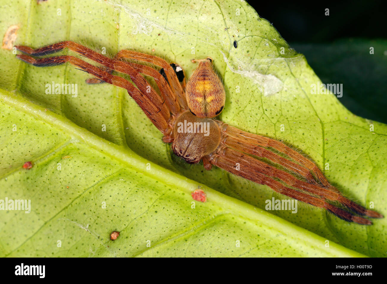 Araignée crabe géant, Huntsman spider (Sparassidae), se trouve sur une feuille, le Costa Rica Banque D'Images