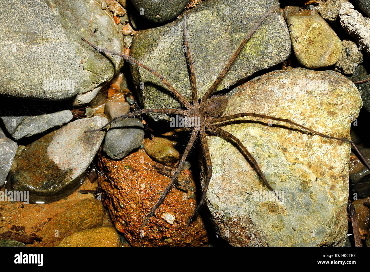 Spider (Trechalea rivière spec.), sur des pierres sur la rive, Costa Rica Banque D'Images