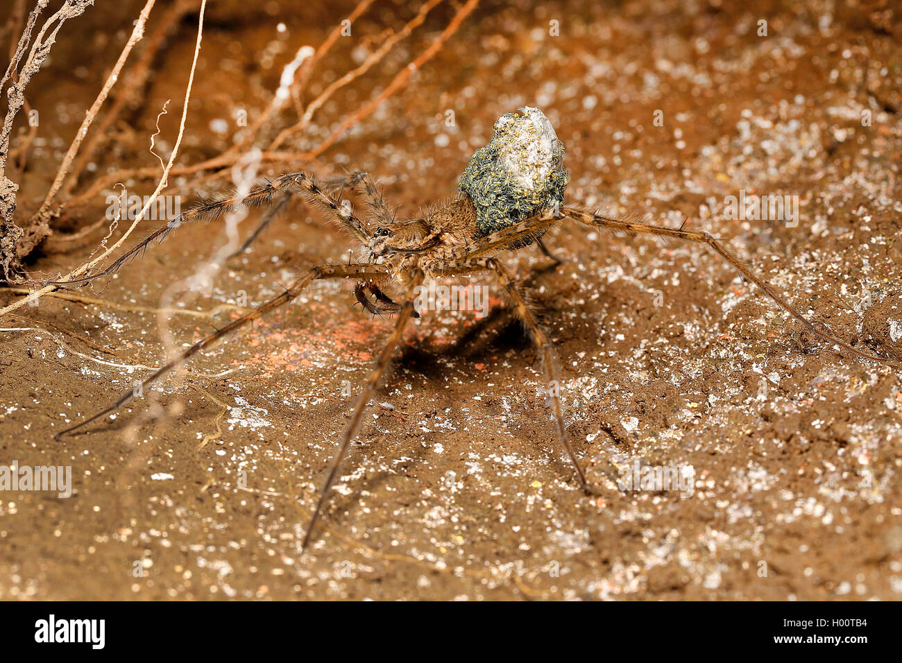 Spider (Trechalea rivière spec.), à la côte, Costa Rica Banque D'Images