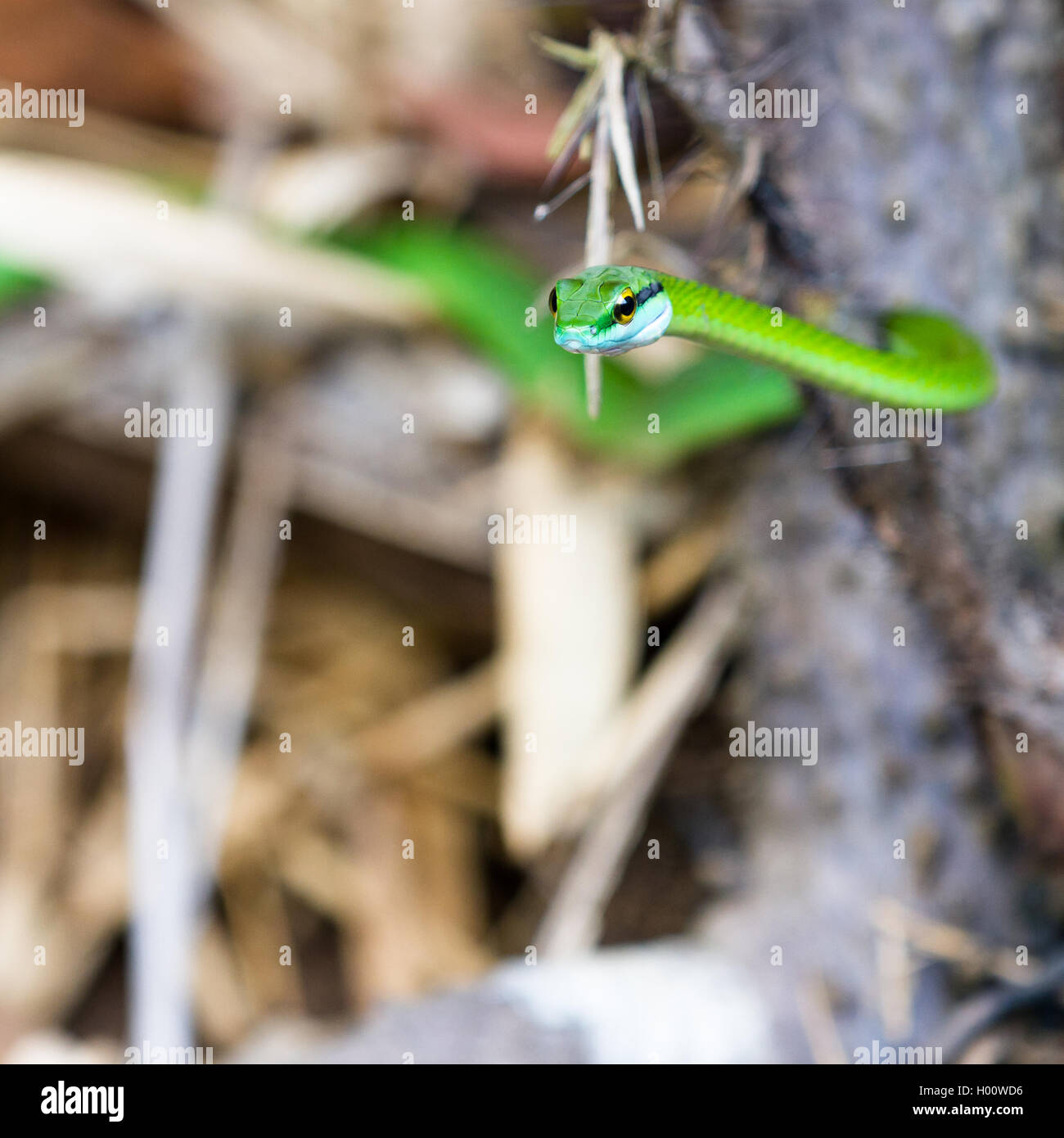 Close up d'un beau vert serpent dans le parc national Manuel Antonio, Costa Rica Banque D'Images