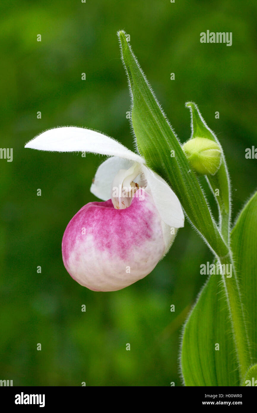 Dame neige (Cypripedium reginae rajustage dispositif), fleur, USA, Michigan Banque D'Images