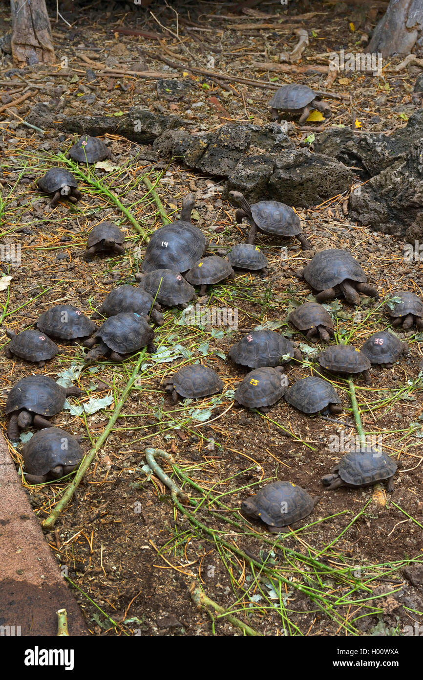 Galapagos tortue, tortue géante des Galapagos (Geochelone nigra, Chelonodis elephantopus, Geochelone nigra, Testudo elephantopus elephantopus, Chelonoides), les jeunes tortues géantes produites à partir de différentes sous-espèces dans une enceinte , l'Équateur, Îles Galápagos, Santa Cruz, la gare de Darwin Banque D'Images