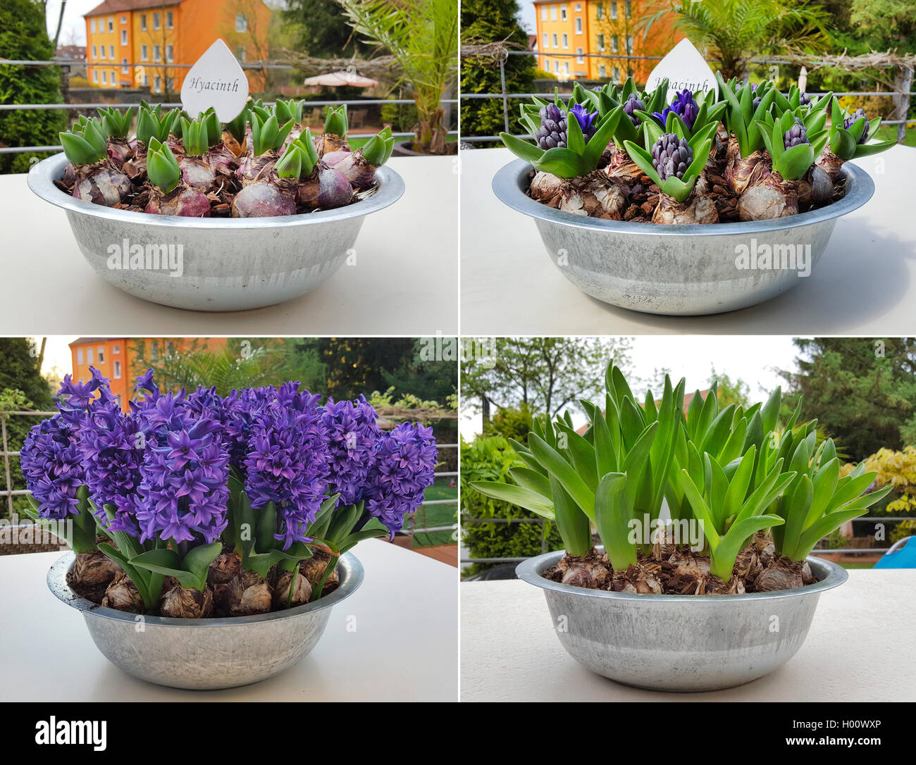 Jacinthe (Hyacinthus orientalis), quatre différents stades de floraison  dans un bol de fleurs, Allemagne Photo Stock - Alamy