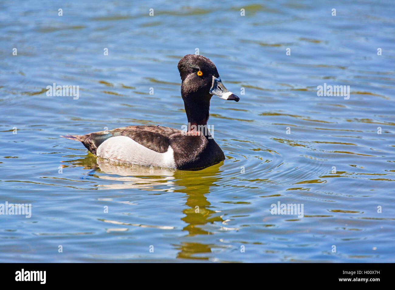 Ring-neched (Aythya collaris), mal sur l'eau, USA, Arizona, Phoenix Banque D'Images