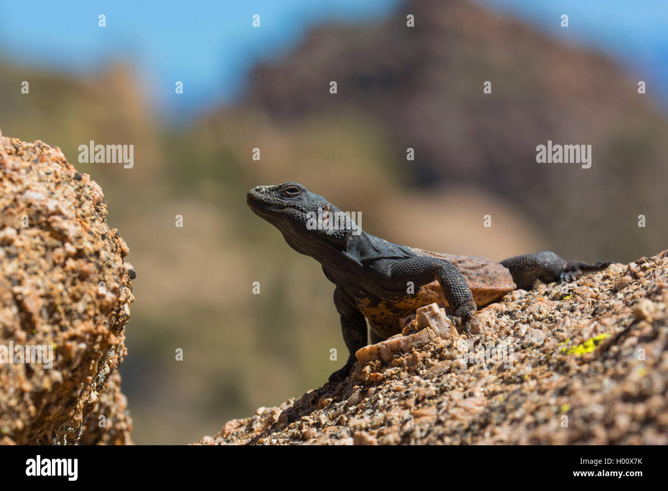 Chuckwalla (Sauromalus ater commun), homme sur un rocher soleil, USA, Arizona, Pinnacle Peak Banque D'Images