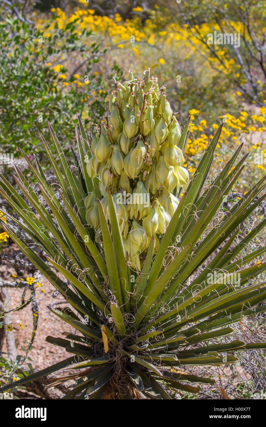 Yucca Yucca Datil, banane (Yucca baccata), blooming, USA, Arizona, Phoenix, Pinnacle Peak Banque D'Images