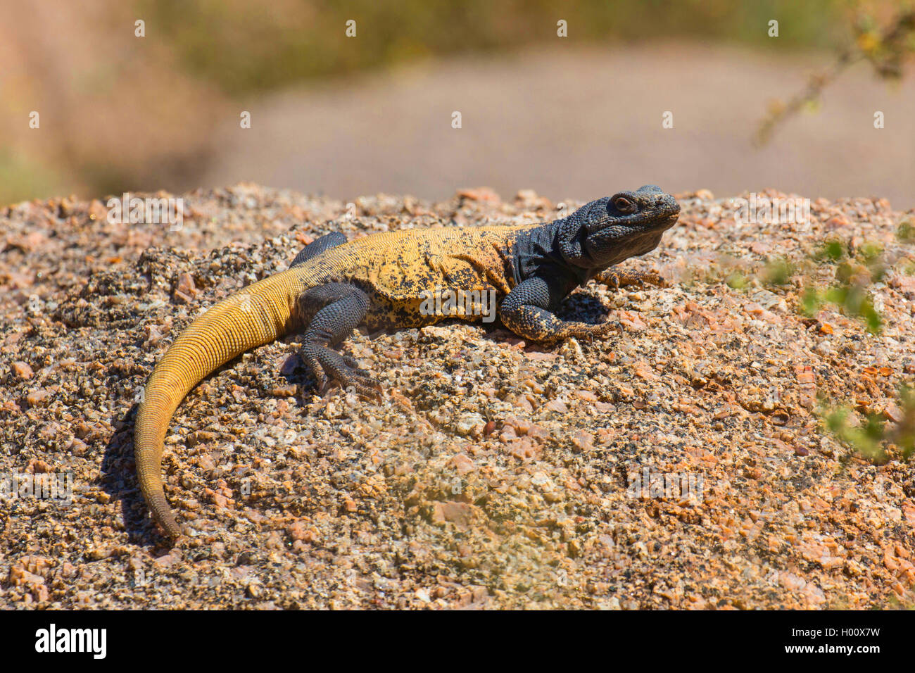 Chuckwalla (Sauromalus ater commun), homme de soleil, USA, Arizona, Pinnacle Peak Banque D'Images