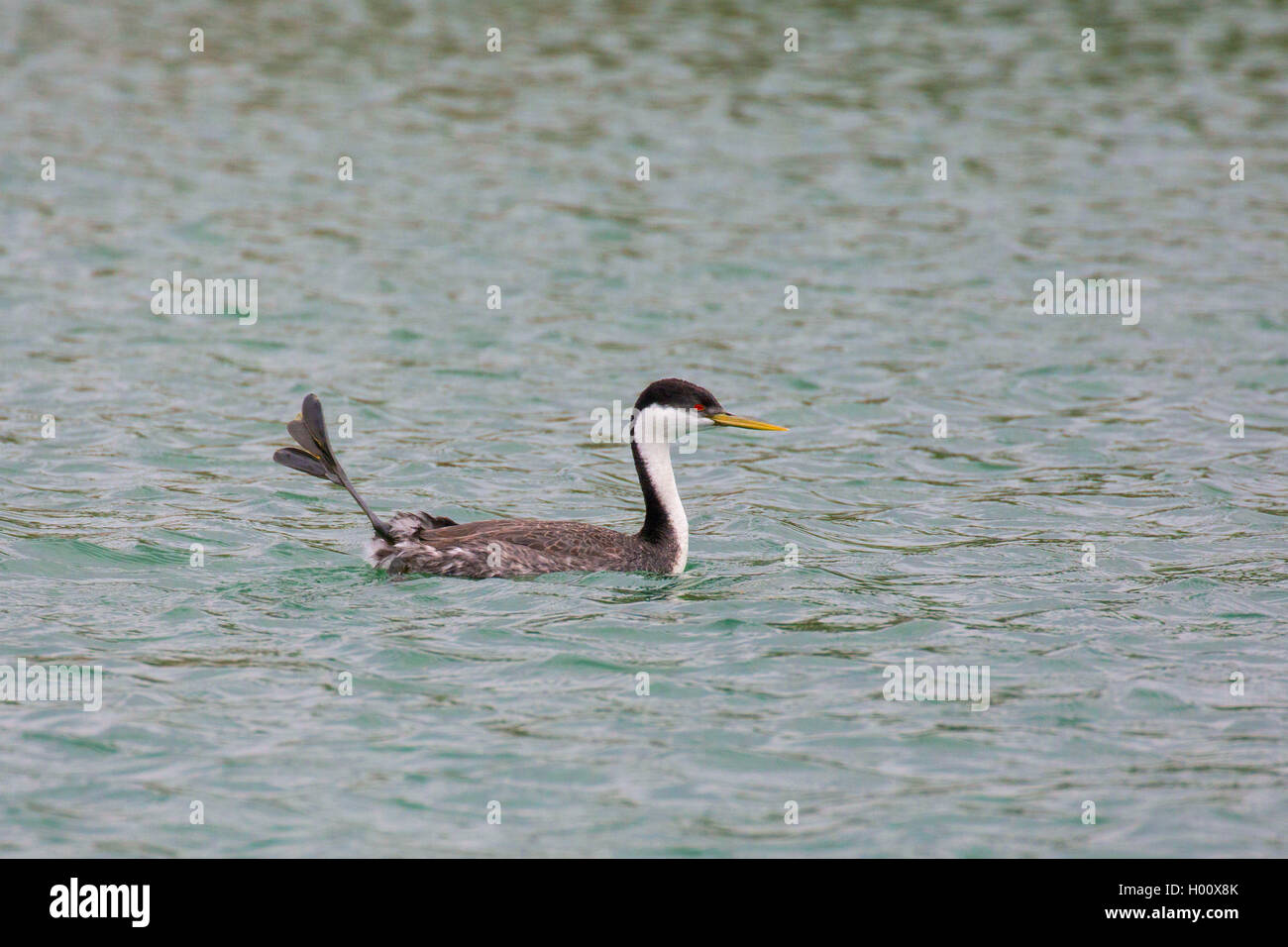 Grèbe élégant (Aechmophorus occidentalis), natation, USA, Arizona, Lake Pleasant Banque D'Images