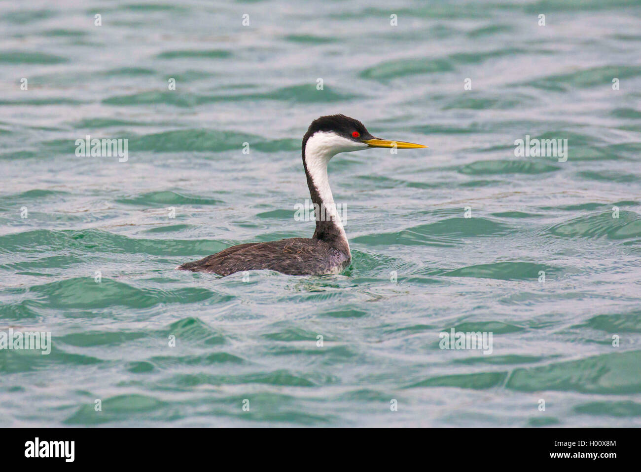 Grèbe élégant (Aechmophorus occidentalis), natation, USA, Arizona, Lake Pleasant Banque D'Images