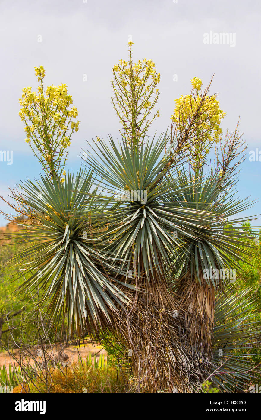 Yucca Yucca Datil, banane (Yucca baccata), blooming, USA, Arizona, Boyce Thompson Arboretum Banque D'Images