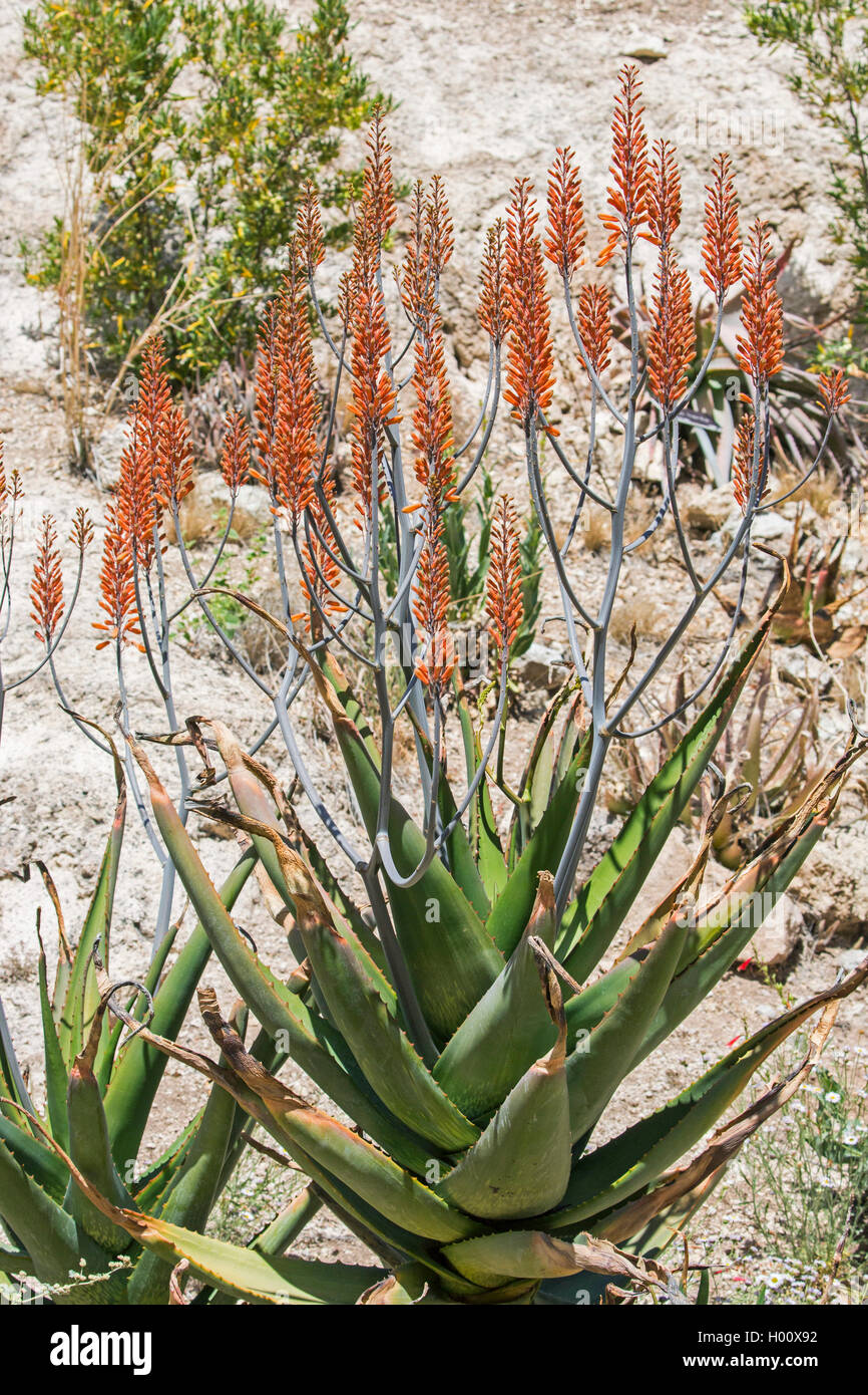 L'aloe, Aloe adigratana adigratana (ALOE), bluehend, USA, Arizona, Boyce Thompson Arboretum | Aloès (ALOE) adigratana, blooming, US Banque D'Images