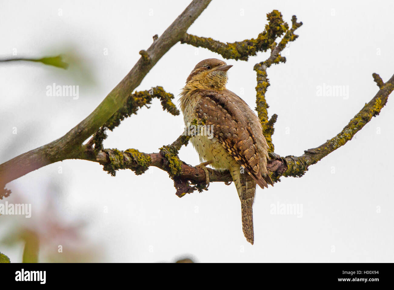 Le nord de fourmilier (Jynx torquilla), sur une branche, l'Allemagne, Bavière, Isental Banque D'Images