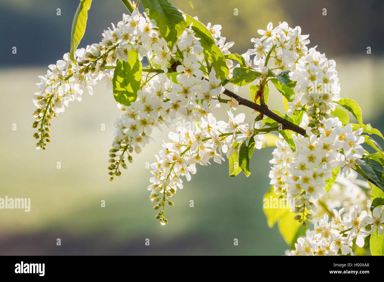 European bird cherry (Prunus padus, Padus avium), de la direction générale avec les inflorescences en contre-jour, l'Allemagne, la Bavière Banque D'Images