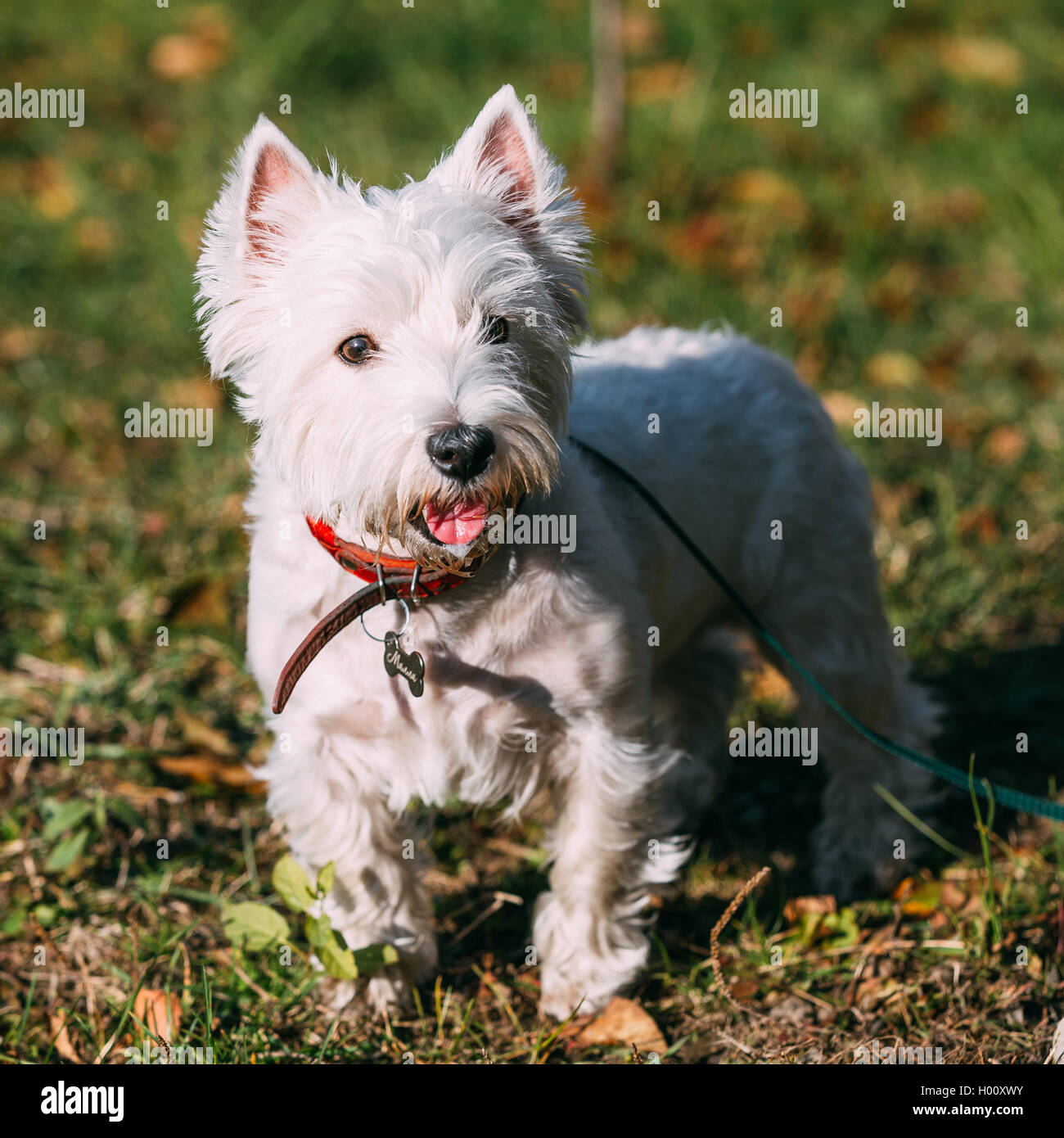 Heureux West Highland White Terrier - Westie, Westy Dog Portrait Photo  Stock - Alamy
