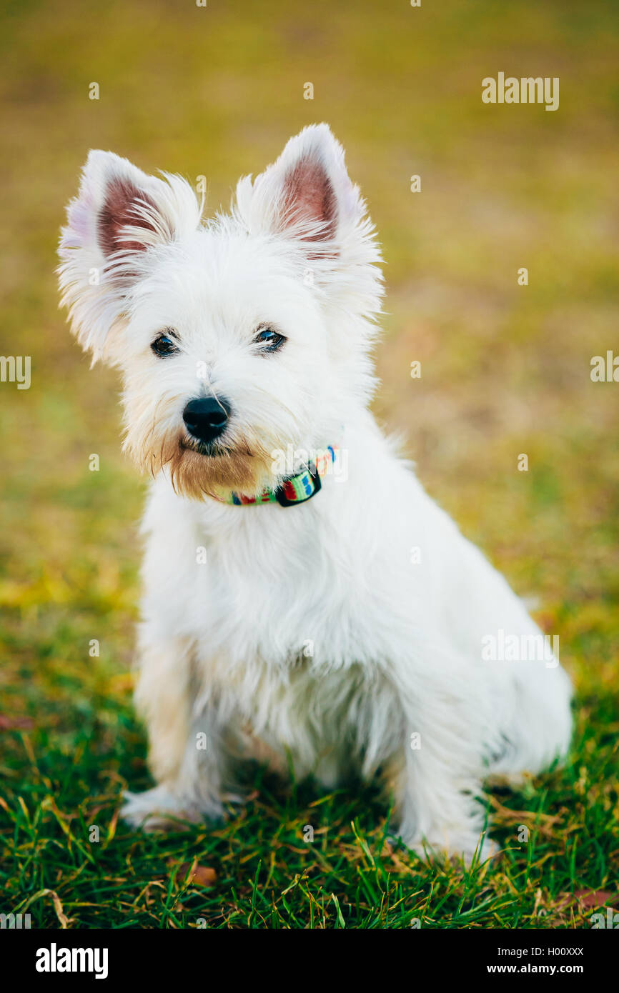 Petit West Highland White Terrier - Westie, Westy Dog Portrait Banque D'Images