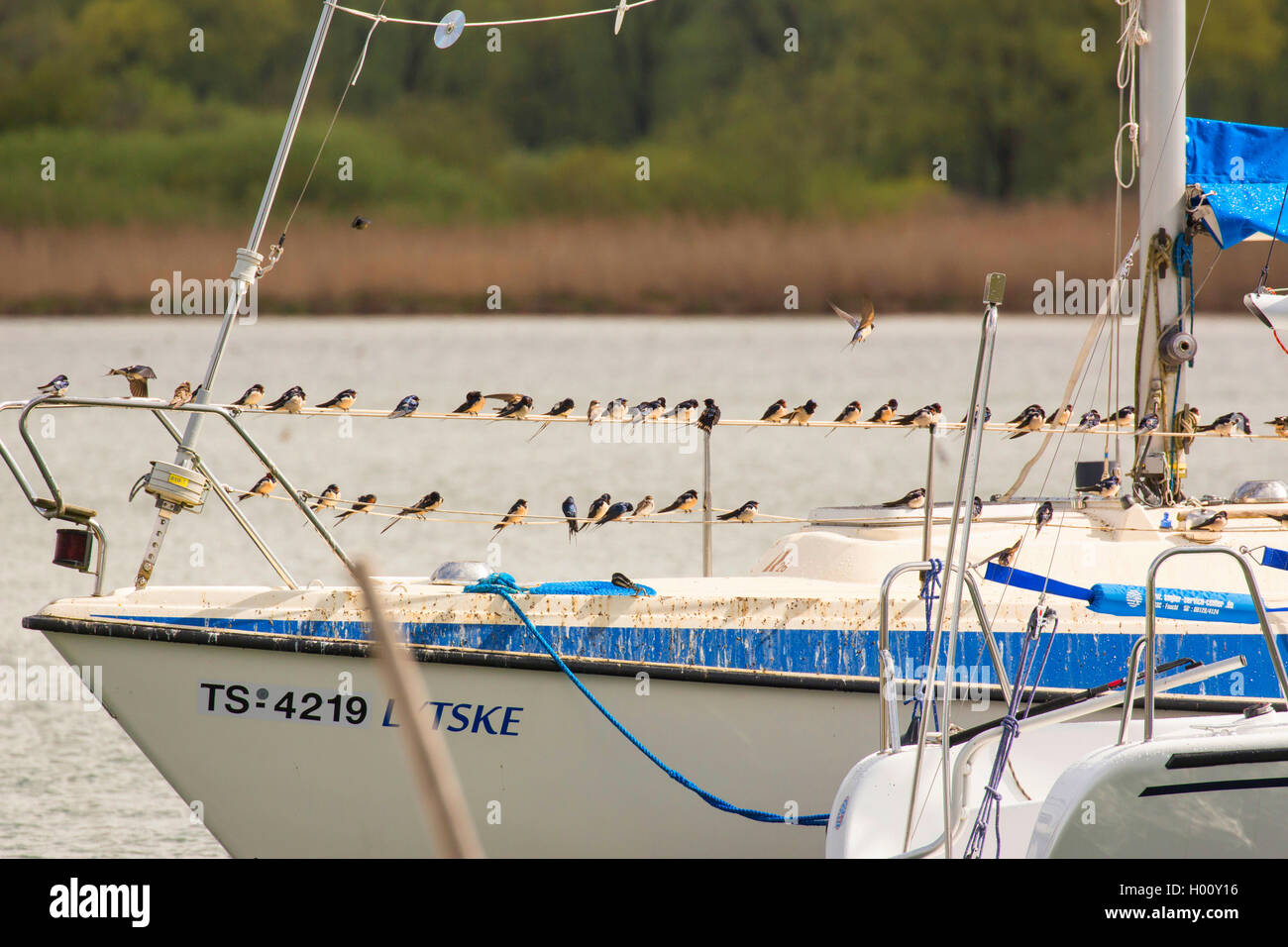 L'hirondelle rustique (Hirundo rustica), beaucoup d'hirondelles reste sur un bateau à démarrer après une vague de froid, l'Allemagne, la Bavière, le lac de Chiemsee Banque D'Images