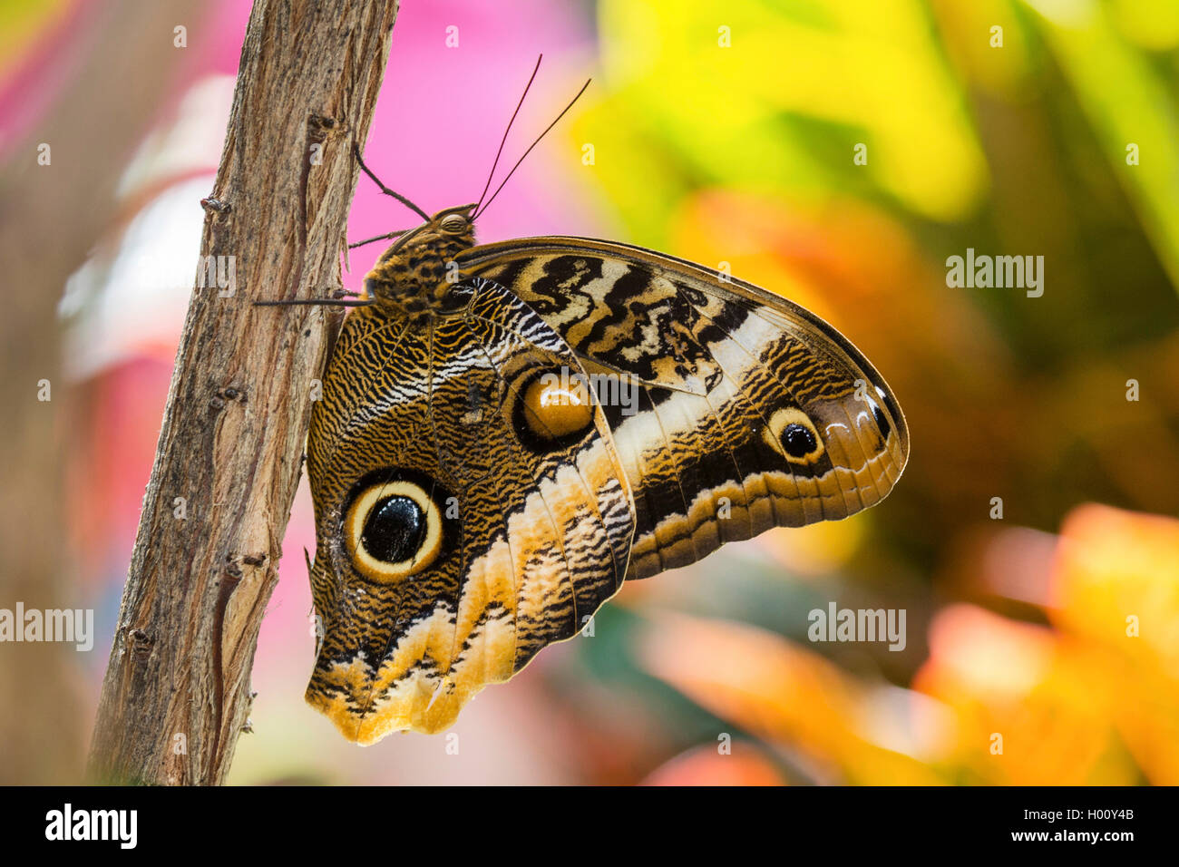 Morpho bleu (Morpho peleides), s'assied à une branche avec des ailes fermées, USA Banque D'Images