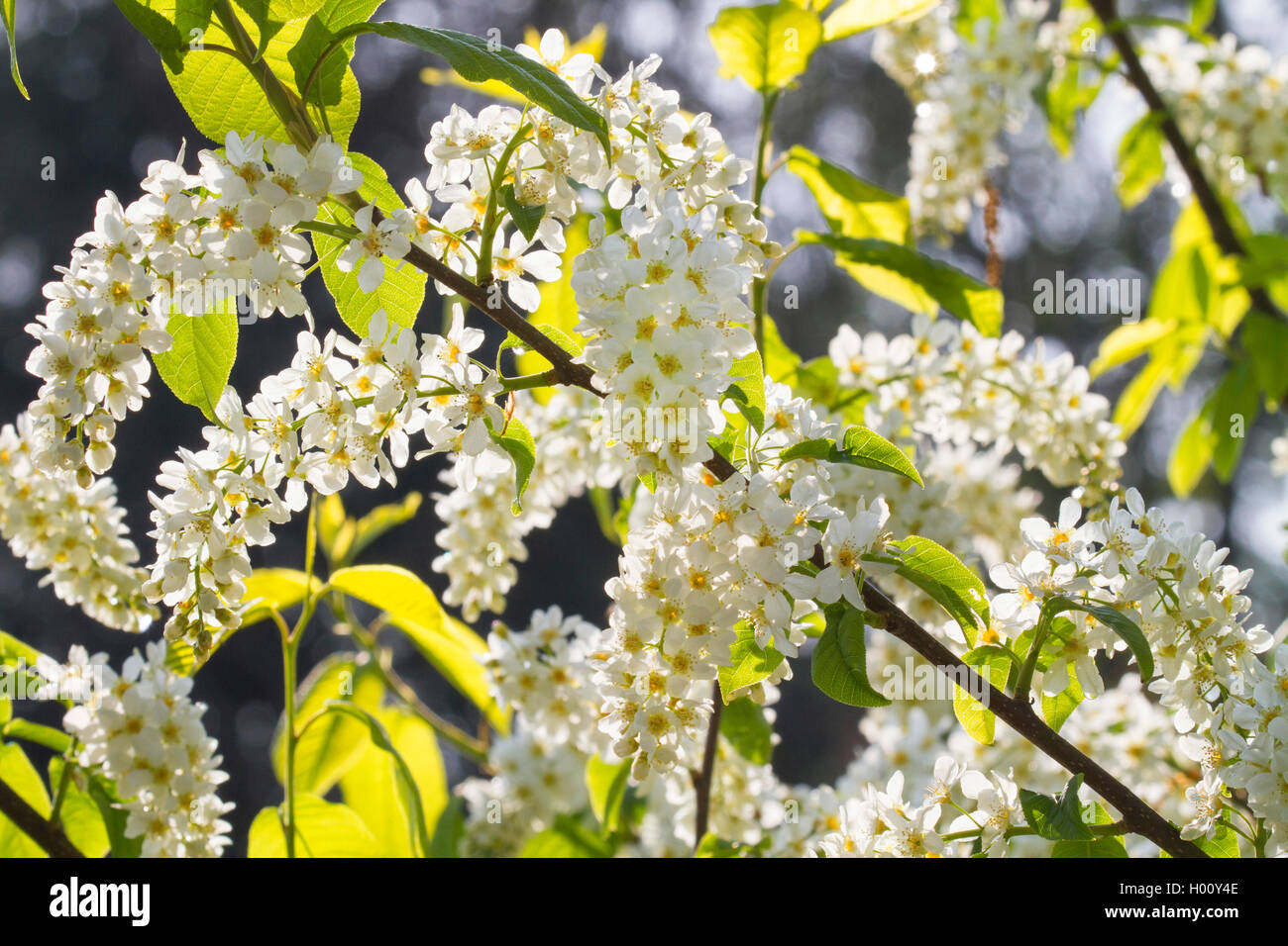 European bird cherry (Prunus padus, Padus avium), qui fleurit en contre-jour, l'Allemagne, la Bavière Banque D'Images