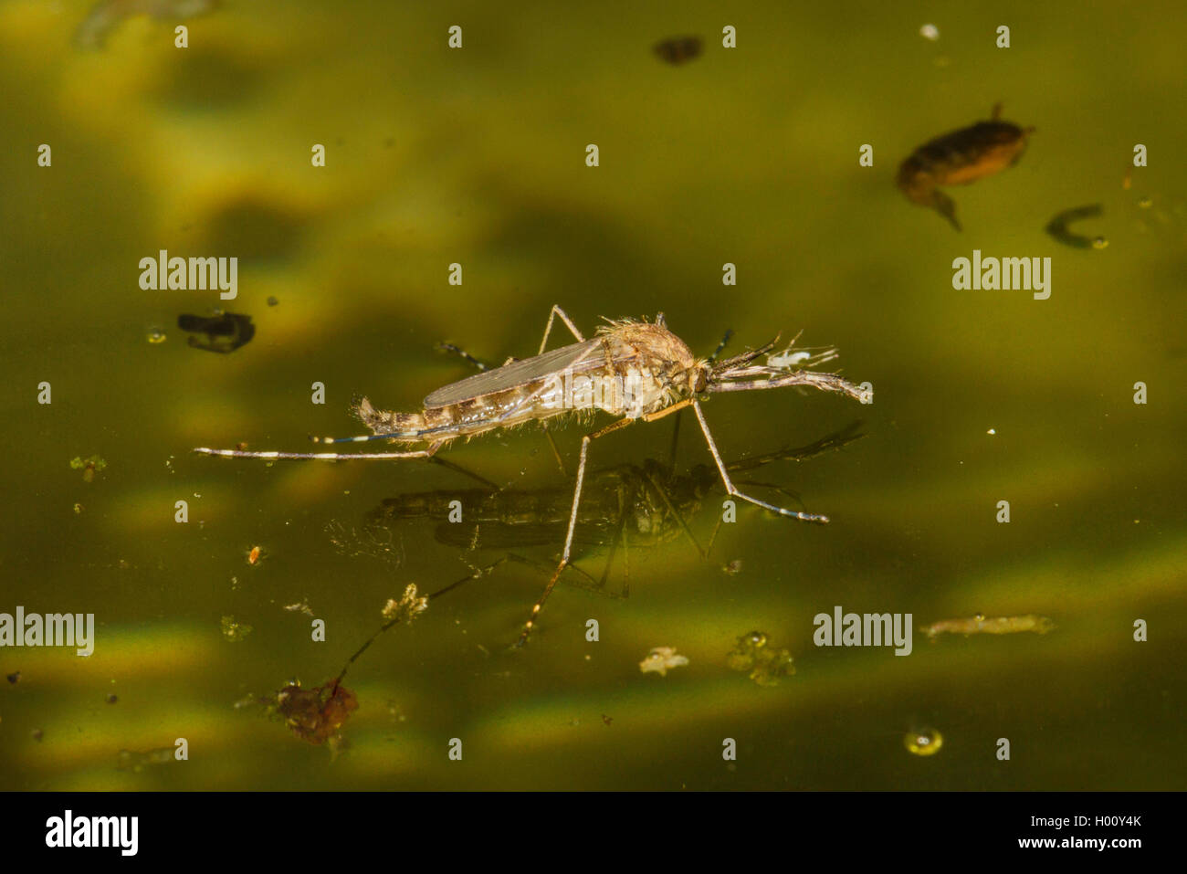 Les moustiques, les moucherons (Culicidae), après l'éclosion sur la surface de l'eau, l'Allemagne, la Bavière Banque D'Images