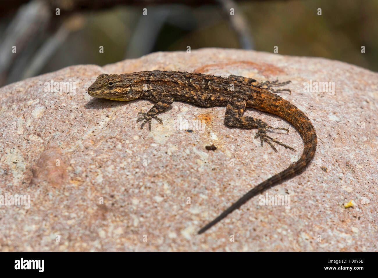 Tree lizard, commun (Urosaurus ornatus), sur une pierre, USA, Arizona Banque D'Images