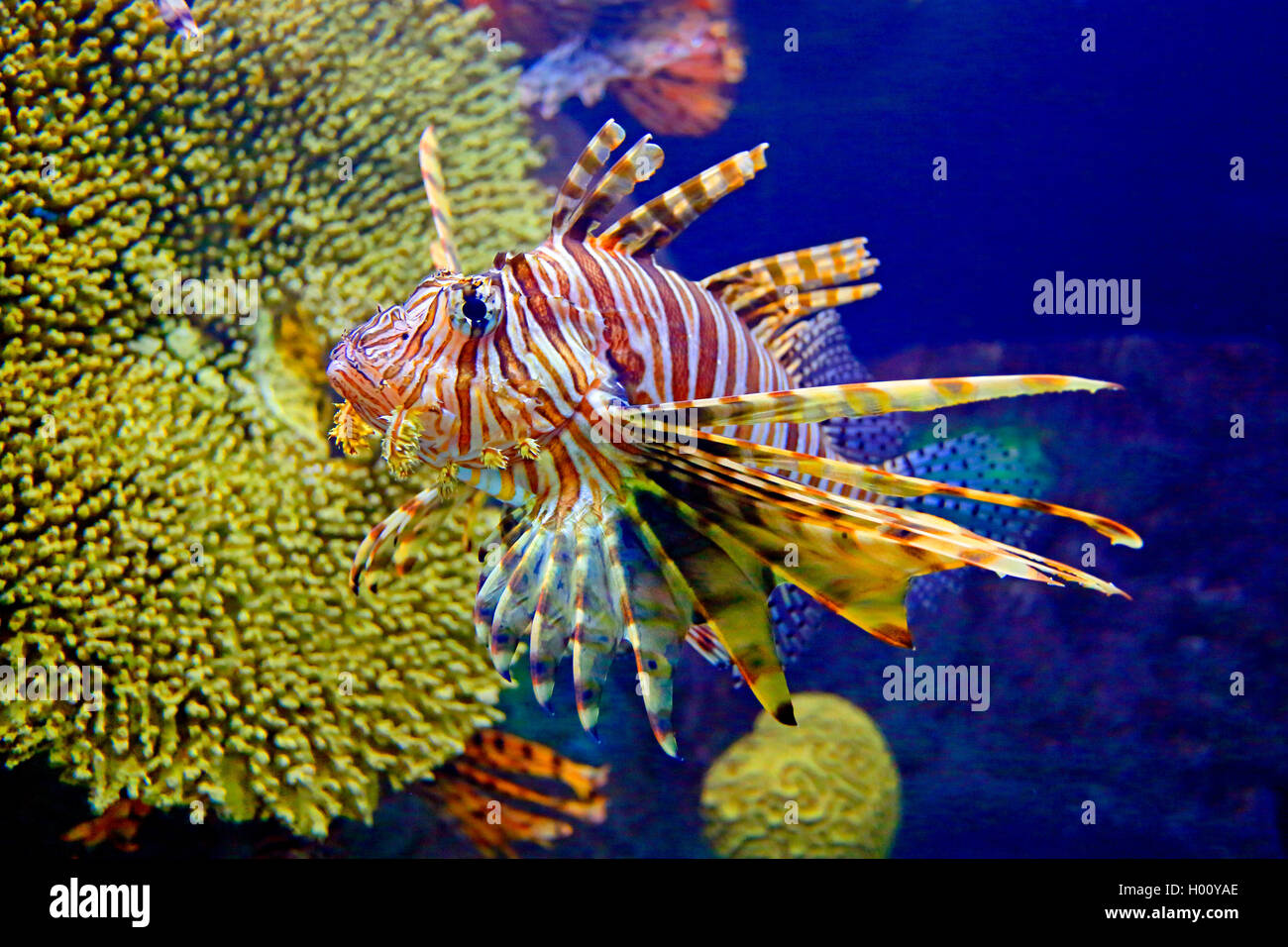 Firefish rouge, poisson-papillon, devil, fireworkfish firefish, poisson-papillon rouge (Pterois volitans), piscine, vue latérale, USA, Floride, Aquarium Sarasota Banque D'Images