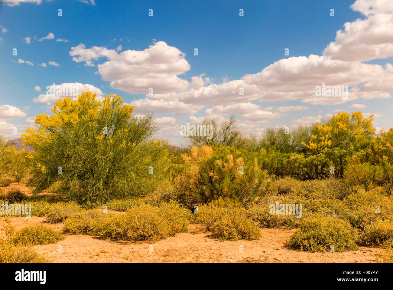 Palo Verde bleu (Parkinsonia florida, Cercidium floridum), qui fleurit en désert, USA, Arizona Sonora, Banque D'Images