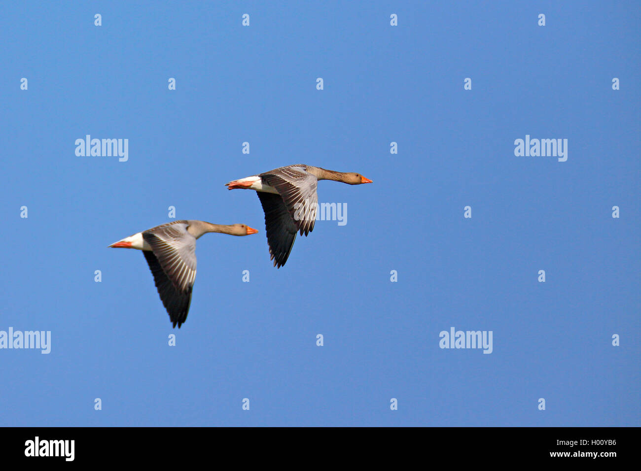 Oie cendrée (Anser anser), couple volant dans le ciel bleu, vue latérale, Pays-Bas, Frise Banque D'Images