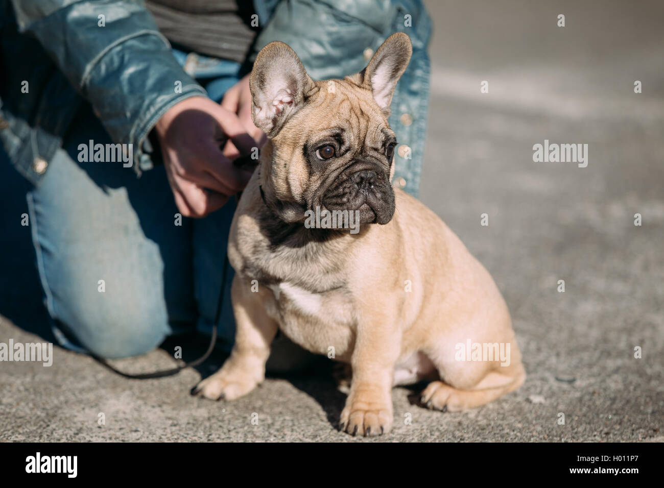Funny Joli Chiot Bouledogue Français à Lextérieur Du Parc