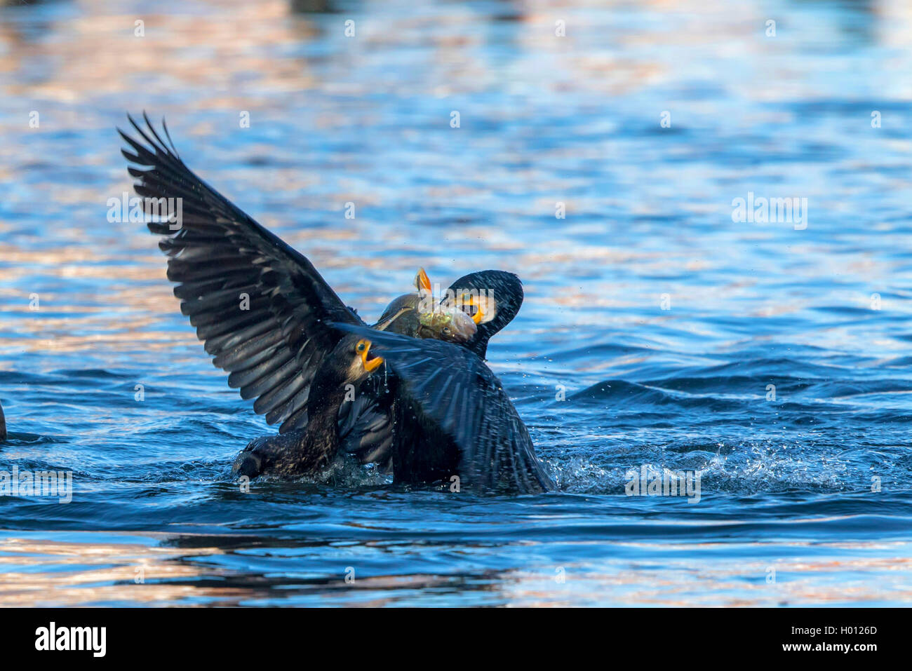 Grand Cormoran (Phalacrocorax carbo), des cormorans qui luttent pour une perche, l'Allemagne, Mecklembourg-Poméranie-Occidentale Banque D'Images