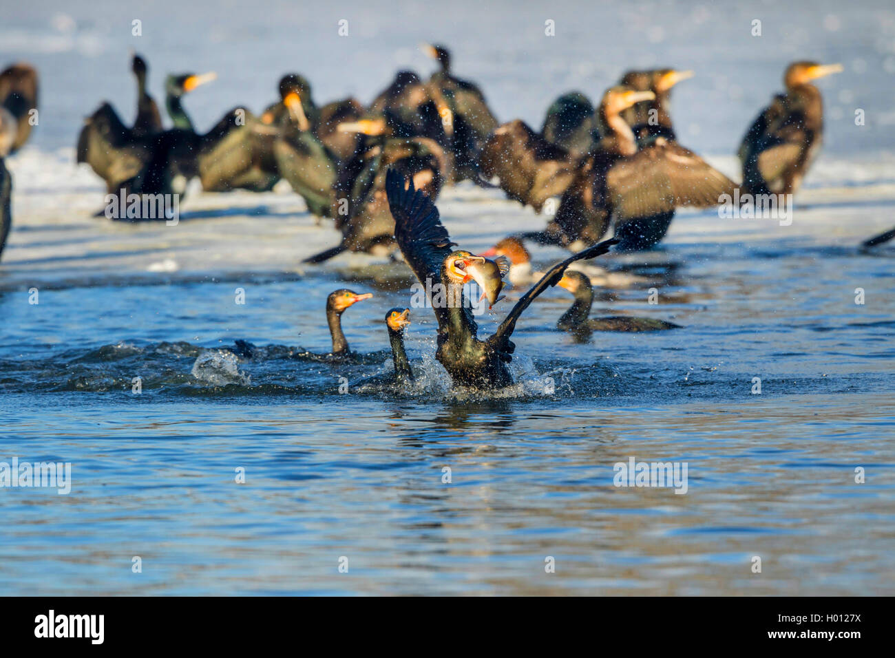 Grand Cormoran (Phalacrocorax carbo), des cormorans qui luttent pour une perche, l'Allemagne, Mecklembourg-Poméranie-Occidentale Banque D'Images