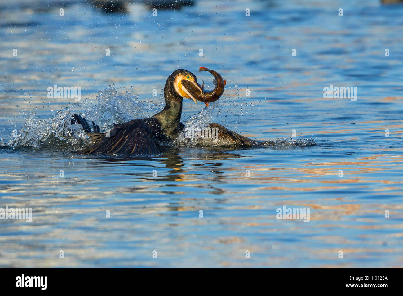 Grand Cormoran (Phalacrocorax carbo), des cormorans qui luttent pour une perche, l'Allemagne, Mecklembourg-Poméranie-Occidentale Banque D'Images