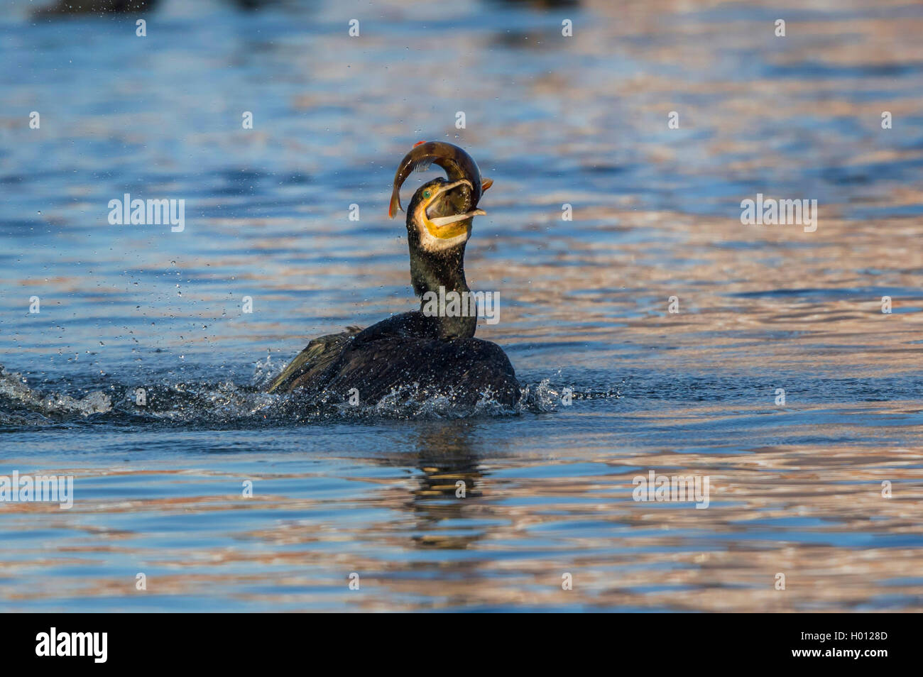 Grand Cormoran (Phalacrocorax carbo), des cormorans qui luttent pour une perche, l'Allemagne, Mecklembourg-Poméranie-Occidentale Banque D'Images
