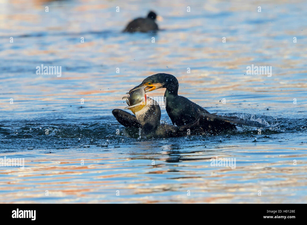 Grand Cormoran (Phalacrocorax carbo), des cormorans qui luttent pour une perche, l'Allemagne, Mecklembourg-Poméranie-Occidentale Banque D'Images