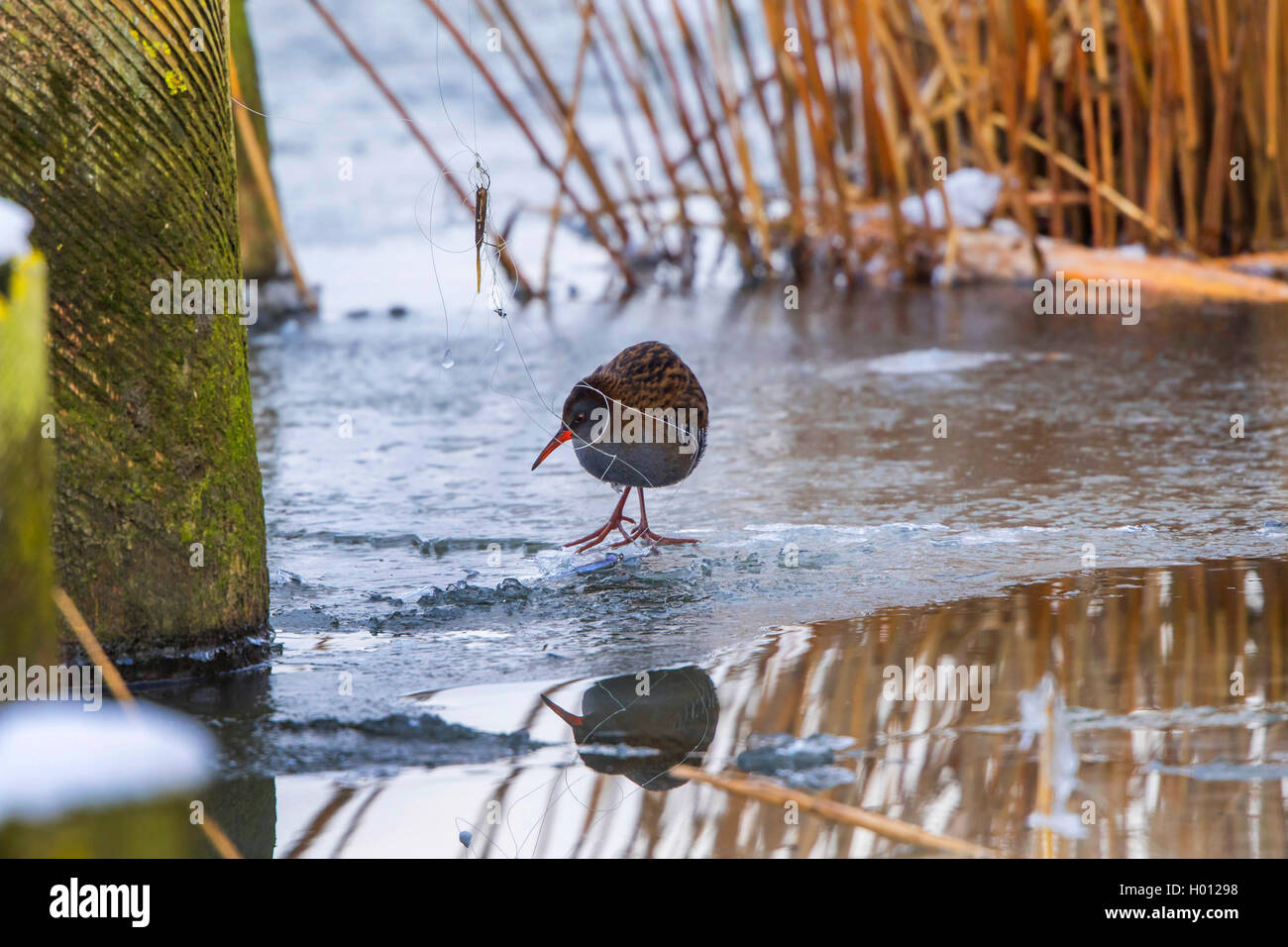 Rampe d'eau (Rallus aquaticus), sur de la glace s'est empêtré dans une ligne de pêche, l'Allemagne, Mecklembourg-Poméranie-Occidentale Banque D'Images