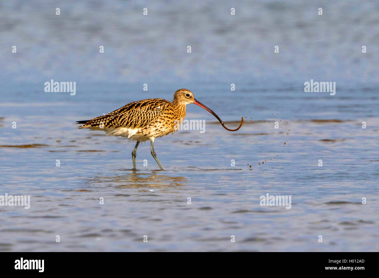Western Curlew (Numenius arquata), un fedds lugworm, Allemagne, Mecklembourg-Poméranie-Occidentale Banque D'Images