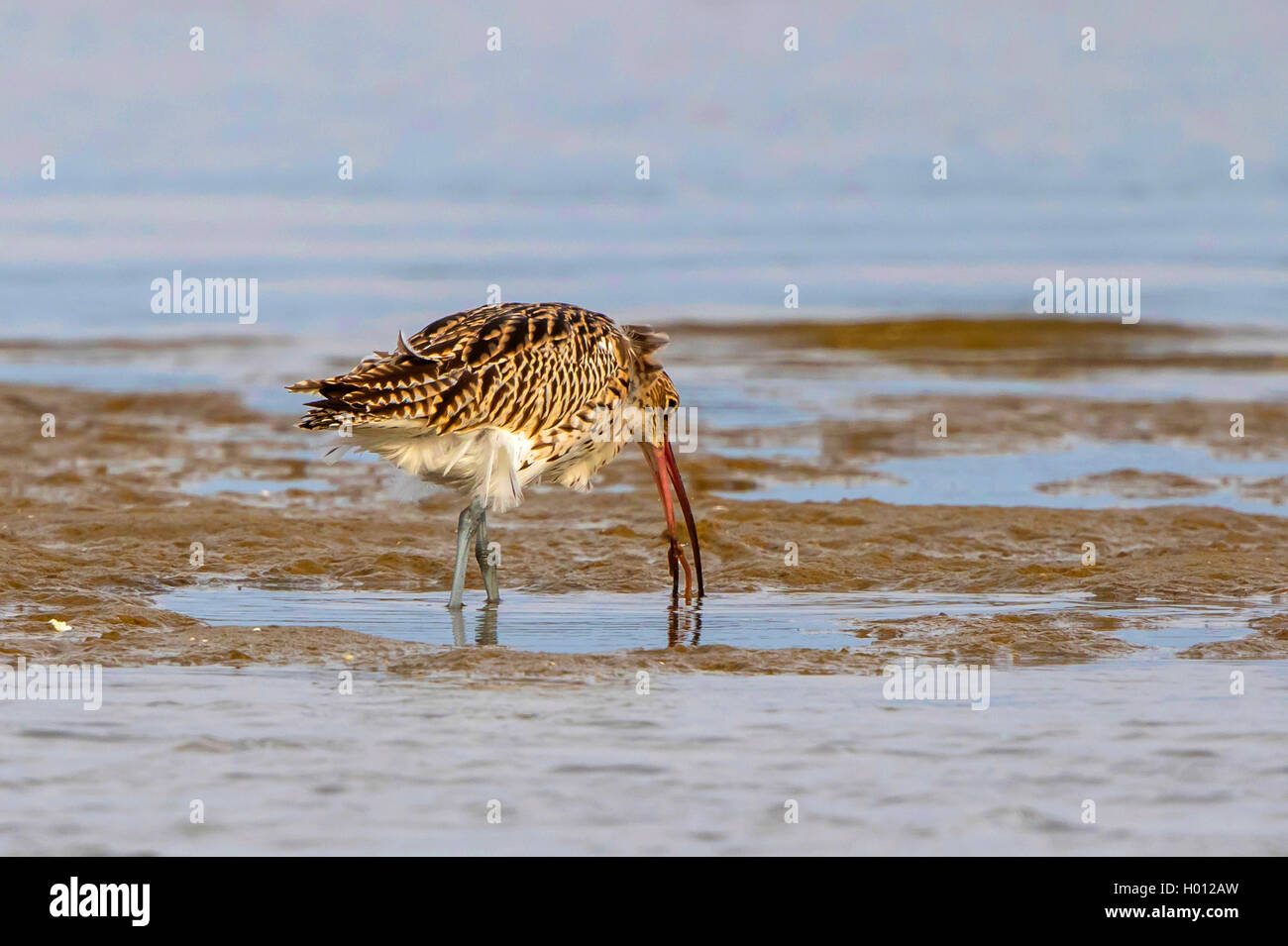 Western Curlew (Numenius arquata), un fedds lugworm, Allemagne, Mecklembourg-Poméranie-Occidentale Banque D'Images