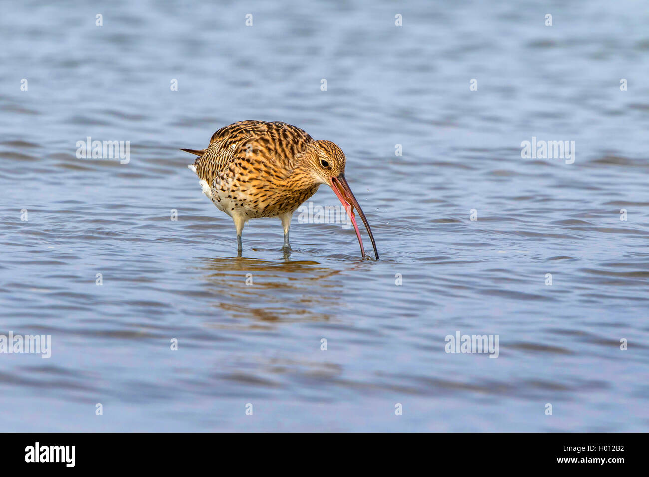Western Curlew (Numenius arquata), alimente un lugworm, Allemagne, Mecklembourg-Poméranie-Occidentale Banque D'Images