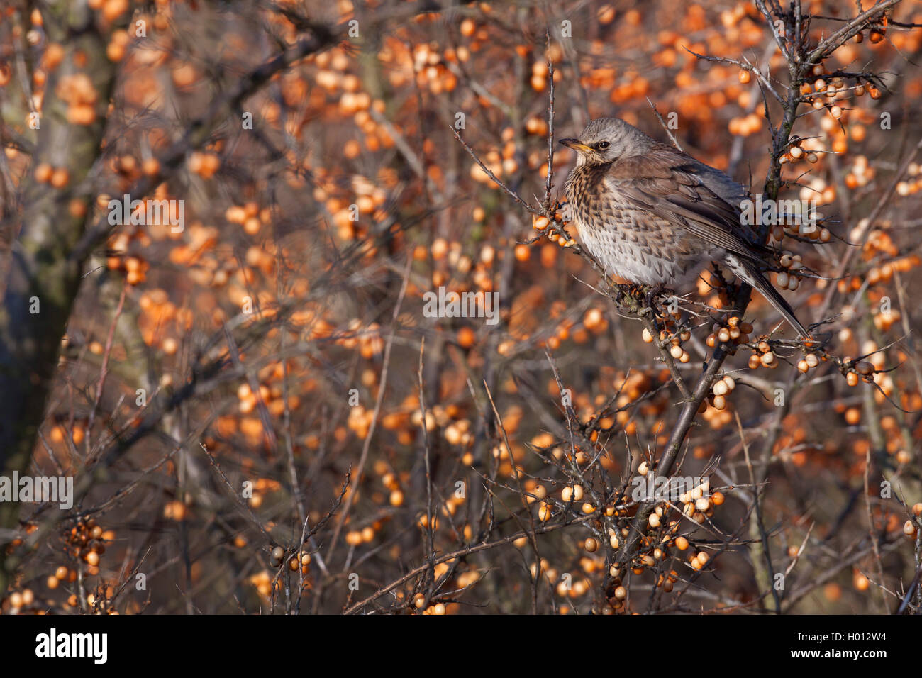 F) fieldfare (Turdus, sur argousier commun, l'Allemagne, Schleswig-Holstein Banque D'Images