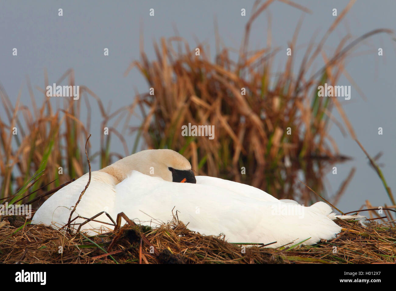 Mute swan (Cygnus olor), la reproduction des profils sur le nid, l'Allemagne, Schleswig-Holstein Banque D'Images